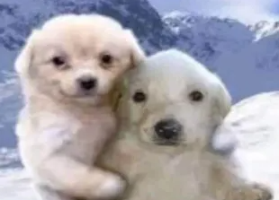 Two dogs hugging